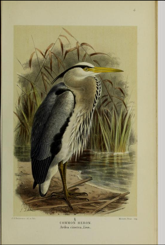 heron from Coloured Figures